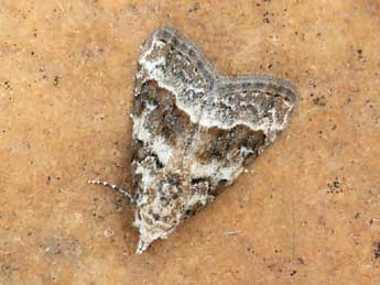 Nola squalida Stgr adulte - �Daniel Morel