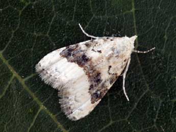 Nola squalida Stgr adulte - �Daniel Morel