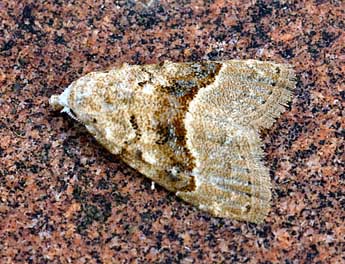 Nola squalida Stgr adulte - �Daniel Morel