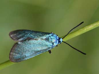 Adscita statices L. adulte - �Daniel Morel