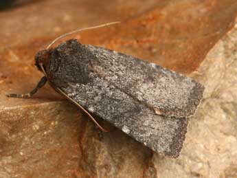 Conistra staudingeri Grasl. adulte - �Daniel Morel