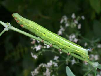  Chenille de Macroglossum stellatarum L. - �Philippe Mothiron