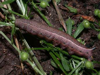  Chenille de Macroglossum stellatarum L. - �Philippe Mothiron