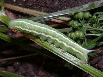  Chenille de Macroglossum stellatarum L. - �Philippe Mothiron