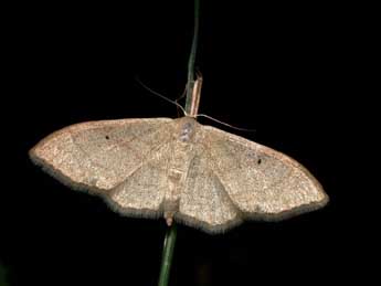 Idaea straminata Bkh. adulte - �Philippe Mothiron
