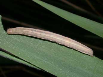 Chenille de Mythimna straminea Tr. - �Philippe Mothiron