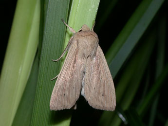 Mythimna straminea Tr. adulte - �Philippe Mothiron