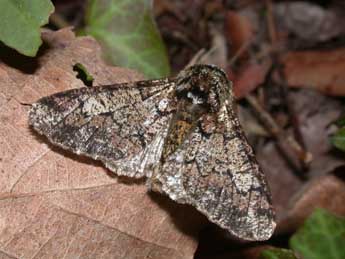 Biston strataria Hfn. adulte - �Philippe Mothiron