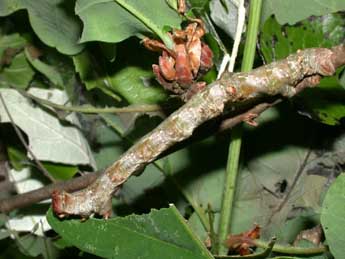  Chenille de Biston strataria Hfn. - �Philippe Mothiron