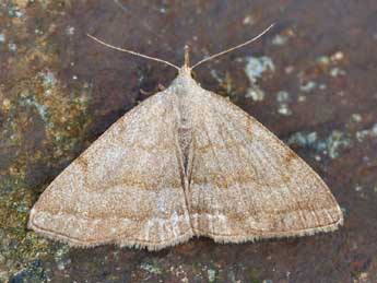 Pechipogo strigilata L. adulte - �Daniel Morel