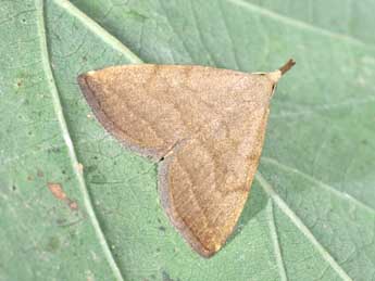 Pechipogo strigilata L. adulte - �Philippe Mothiron