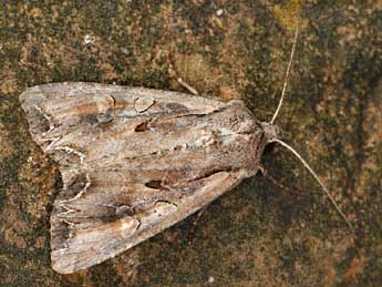 &copy;Daniel Morel. Lacanobia suasa D. & S.