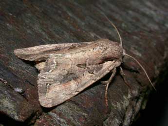 Lacanobia suasa D. & S. adulte - �Philippe Mothiron