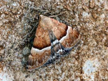 Odice suava Hb. adulte - �Daniel Morel