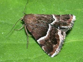 Odice suava Hb. adulte - �Philippe Mothiron