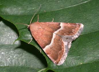 Odice suava Hb. adulte - �Philippe Mothiron