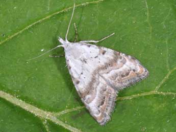 Nola subchlamydula Stgr adulte - �Philippe Mothiron