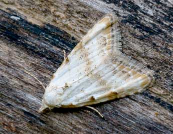 Nola subchlamydula Stgr adulte - �Daniel Morel
