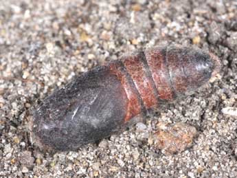  Chrysalide de Phyllodesma suberifolia Dup. - �Philippe Mothiron