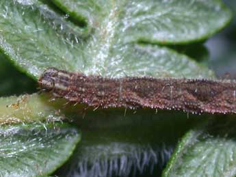  Chenille de Eupithecia subfuscata Hw. - �Philippe Mothiron