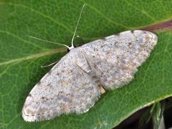 Scopula submutata Tr. adulte - �Philippe Mothiron