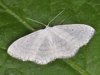 Scopula subpunctaria H.-S. adulte - �Philippe Mothiron