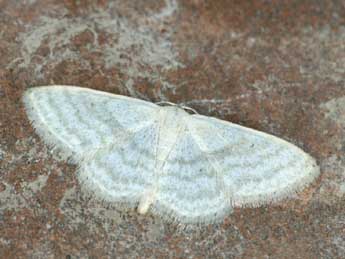 Idaea subsericeata Hw. adulte - �Daniel Morel