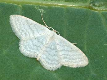 Idaea subsericeata Hw. adulte - �Daniel Morel