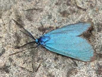 Jordanita subsolana Stgr adulte - �Daniel Morel