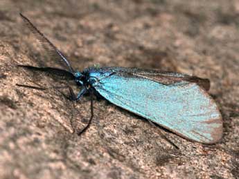 Jordanita subsolana Stgr adulte - �Daniel Morel