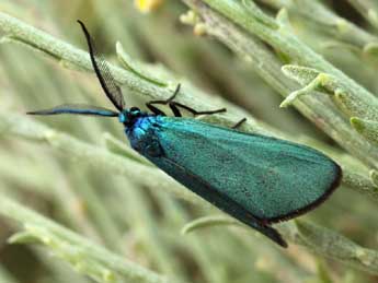 Jordanita subsolana Stgr adulte - �Daniel Morel