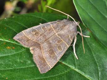 Ipimorpha subtusa D. & S. adulte - �Philippe Mothiron