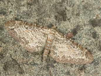 Eupithecia subumbrata D. & S. adulte - �Daniel Morel