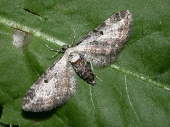 Eupithecia succenturiata L. adulte - �Philippe Mothiron