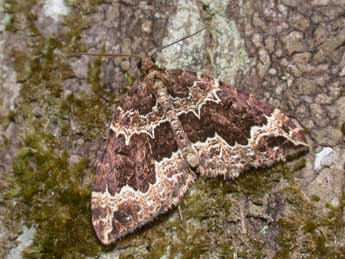 Lampropteryx suffumata D. & S. adulte - �Philippe Mothiron