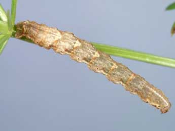  Chenille de Lampropteryx suffumata D. & S. - �Lionel Taurand