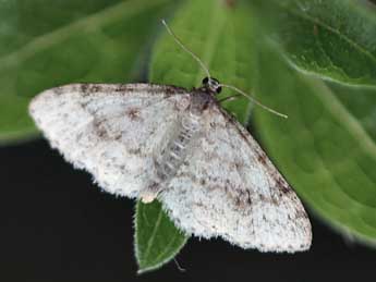 Hydrelia sylvata D. & S. adulte - �Daniel Morel