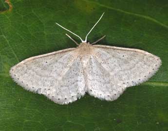 Idaea sylvestraria Hb. adulte - �Philippe Mothiron