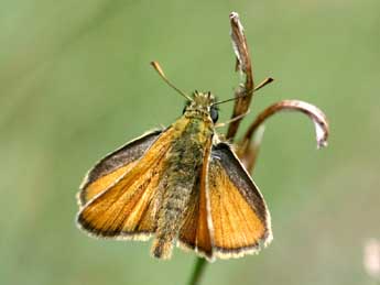 Thymelicus sylvestris Poda adulte - �Daniel Morel