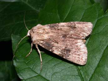 Agrotis catalaunensis Mill. adulte - �Philippe Mothiron