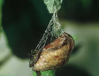  Chrysalide de Apeira syringaria L. - �Philippe Mothiron