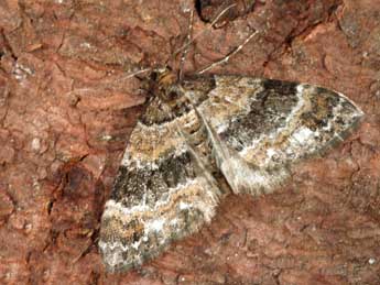 Martania taeniata Stph. adulte - �Daniel Morel