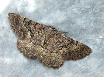 Selidosema taeniolaria Hb. adulte - �Daniel Morel