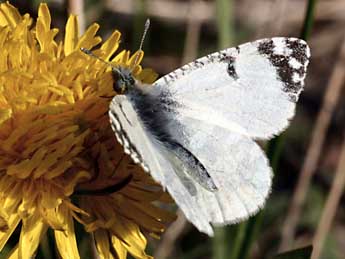 Iberochloe tagis Hb. adulte - �Daniel Morel