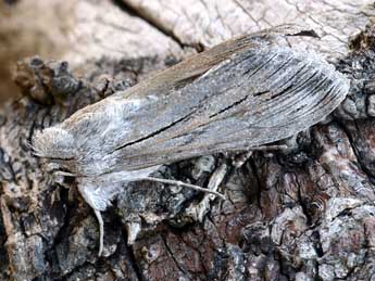 Cucullia tanaceti D. & S. adulte - �Daniel Morel