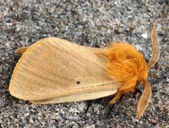 Lemonia taraxaci D. & S. adulte - �Daniel Morel