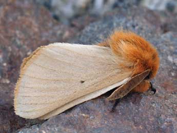 Lemonia taraxaci D. & S. adulte - �Daniel Morel