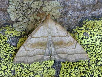 Herminia tarsicrinalis Knoch adulte - �Daniel Morel