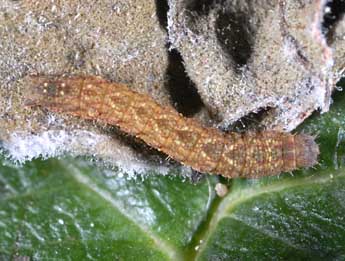  Chenille de Herminia tarsicrinalis Knoch - �Alexis Borges