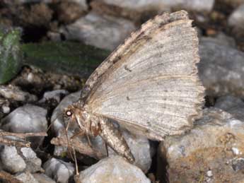 Triphosa tauteli Lrt adulte - �Philippe Mothiron